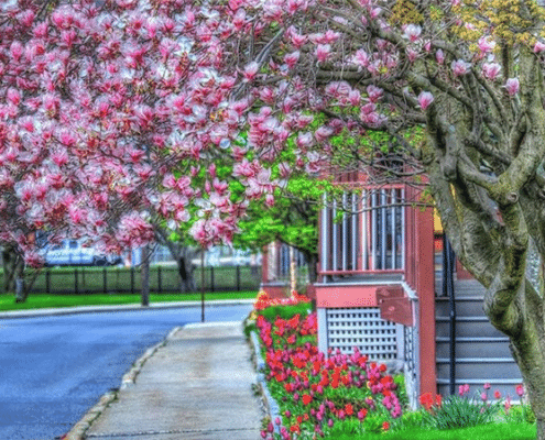 tree in the spring