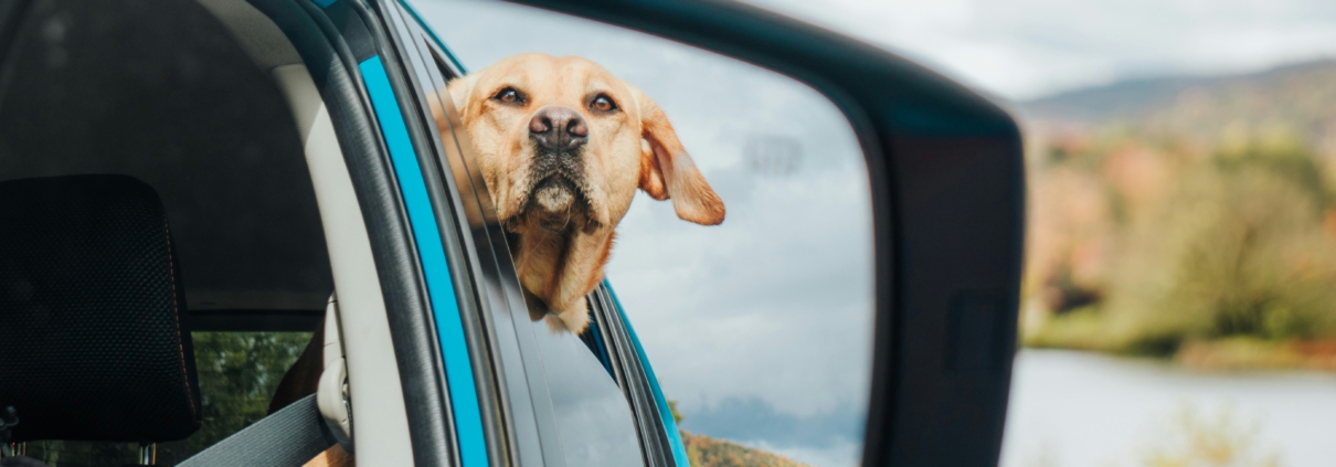Dog in back seat through window.