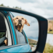 Dog in back seat through window.