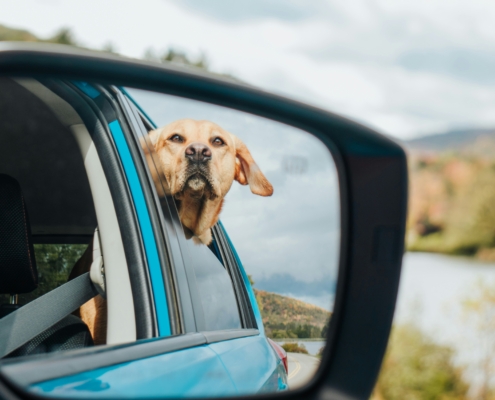 Dog in back seat through window.