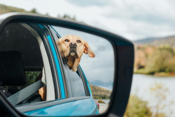 Dog in back seat through window.